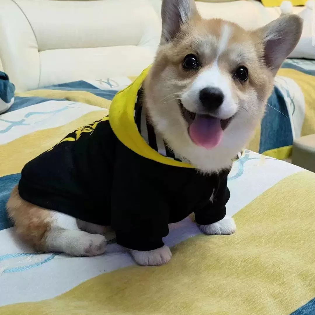 双血统纯种柯基幼犬活体威尔士双色三色柯基小型柯基宠物犬