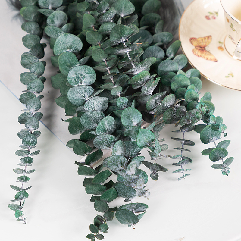 유칼립투스 잎 녹색 10 스틱