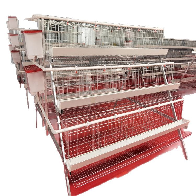 tres pisos de cuatro puertas escaleras huevo de gallina de ponedora equipos de cría de gallinas de ponedora tipo laminado huevo de gallina de ponedora automática