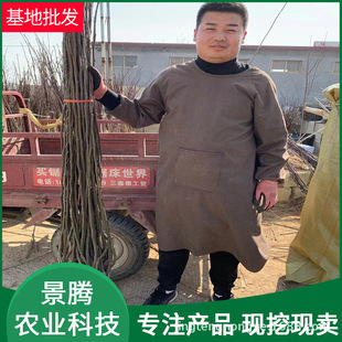 �޽������ ���� �S�� ɽ�r�ֵ�Ʒ�N �߶�1������ �����