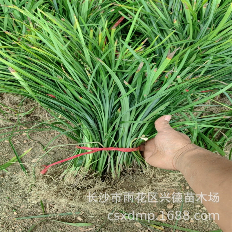 Оптовая продажа орхидеи Panax notoginseng, орхидеи Хунань Panax notoginseng, рассада Panax notoginseng, широколистный Ophiopogon japonicus, растения для залежей почвы, большое количество