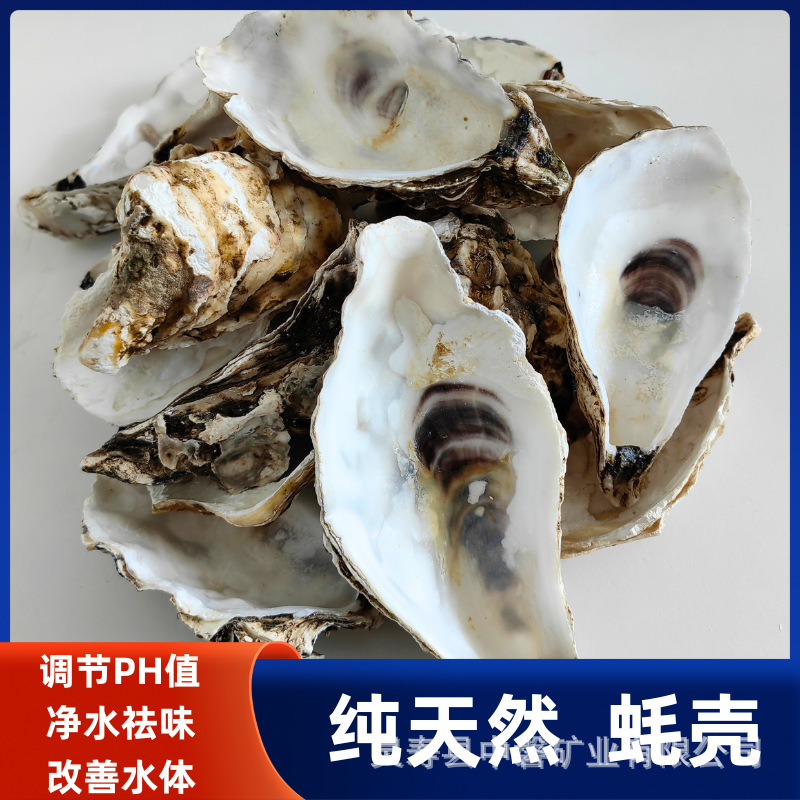 天然蚝壳牡蛎壳大型鱼池鱼缸过滤材料锦鲤池专用滤材生蚝壳稳定PH