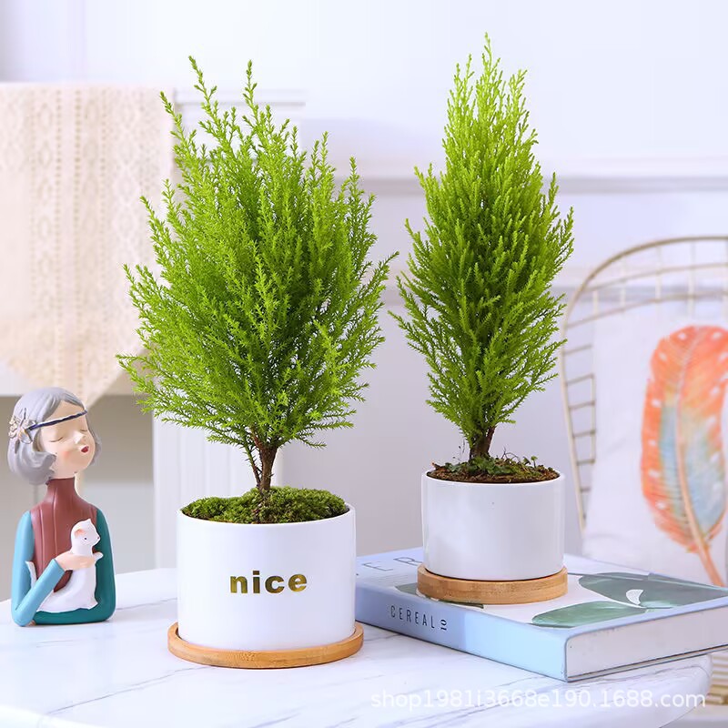 小香松盆栽植物 四季绿植阳台室内室外好养 圣诞树宝塔松树苗香松