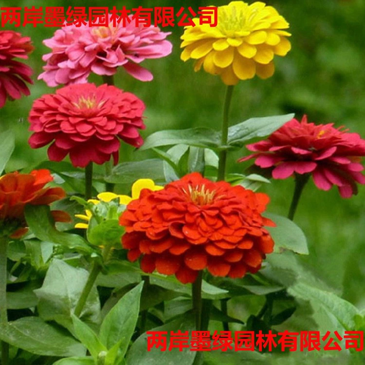 Семена зиннии легко выращивать и они цветут в любое время года, подходят для посадки в саду и на балконе, доступны в смешанных цветах.