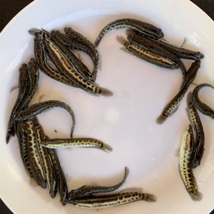 ���~�����~ؔ�~���~���k�~�絭ˮ�Bֳ�^�p�~���w���͵�ˮ·���~��