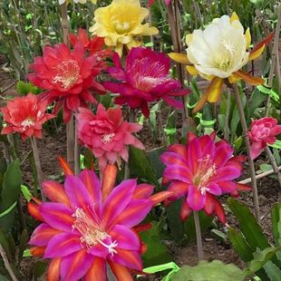 ����ɻ����Ԏ������ذ��ɫ�����׻��ļ��҃���Gֲ�һ�����ԭ��