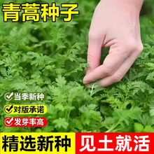 当年新采青蒿种子蒿子臭蒿香蒿驱蚊草青蒿一年生耐旱草本植物种子