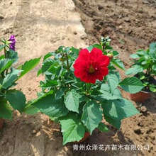 С�����^�p����ͥԺ�������^2026�ꎧ��С����