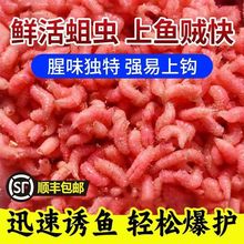 蛆虫钓鱼的蛆虫活体钓鱼饵料红活蛆虫大蛆野钓狂拉鲜活鲫鲤红蛆