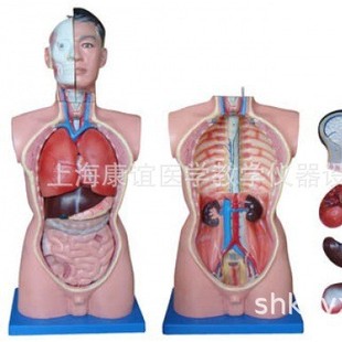 85cm Male Torso Model (19 Pieces) Human Torso Model Two-Sex Torso Model Human Anatomy Model