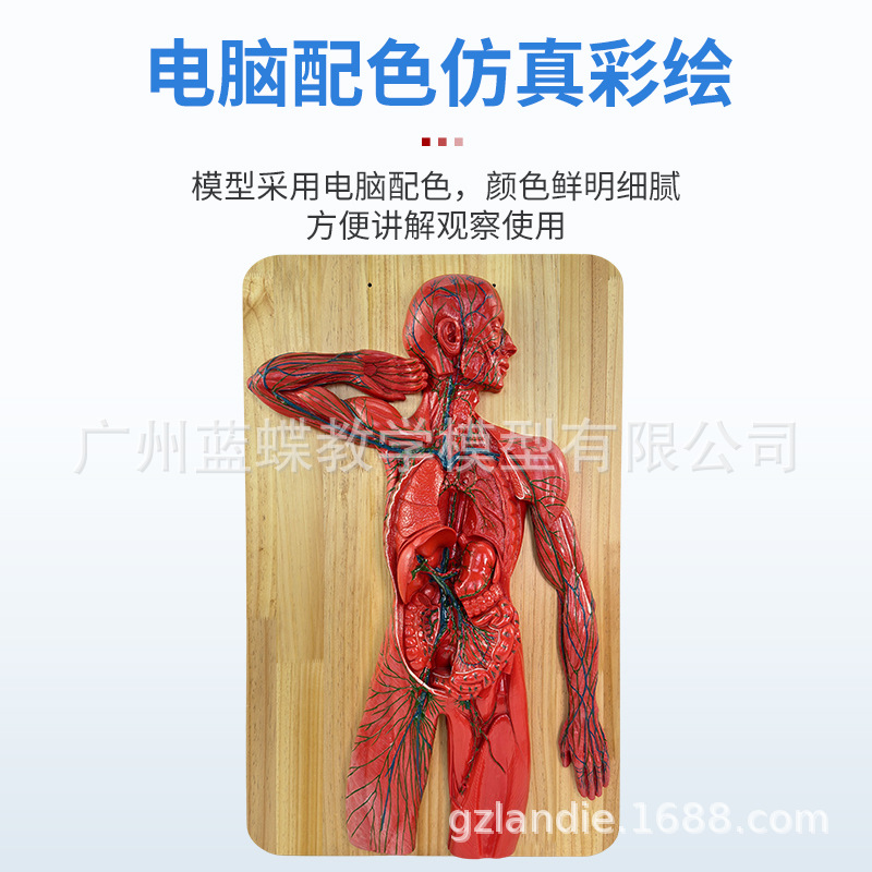 ������ϵͳ ѪҺѭ��ϵͳ ����ϵͳ ����ϵͳ �ڷ��� ������