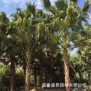 Fujian Pukui Supply Palm Pukui Wholesale Pukui Planting Base Pukui Price Pukui Quote