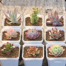 ����ֲ���F؛������Ů�����ǐ���ƤƤ�r����Ů��������{����