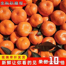 南丰蜜桔小贡桔子如沙糖橘子薄皮当季新鲜水果砂糖蜜橘批发