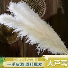 大芦苇干花大蒲苇干芦苇厂家直供婚庆花材活动场地布置橱窗装饰