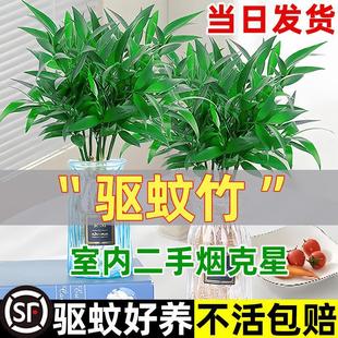 Bamboo and Cypress Mosquito-Repellent Bamboo Hydroponic Plant Potted Indoor Living Room Hydroponic Flower Green Plant Hydroponic Mosquito-Repellent Bamboo Easy to Maintain in All Seasons