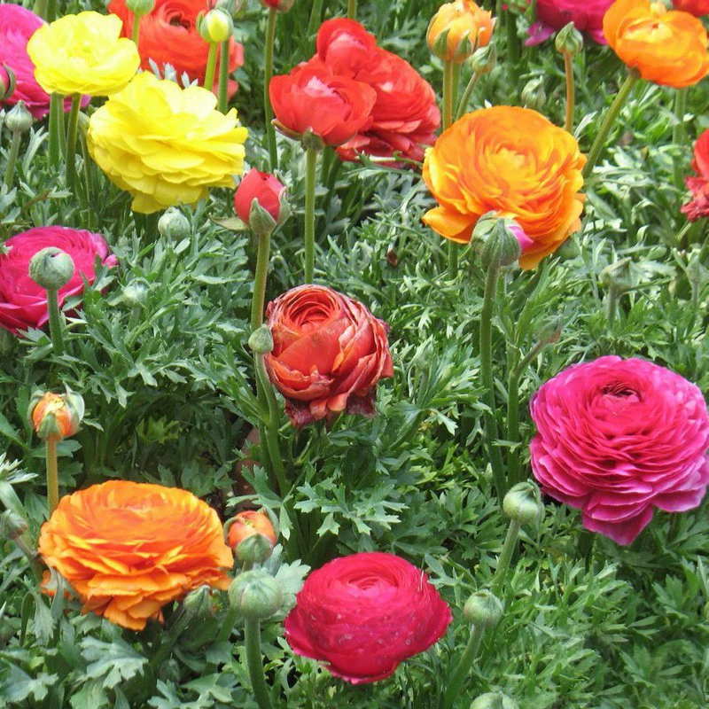 Цветок Ranunculus семян мяч электронной коммерции оптом поколение оптовых горшечных корней зеленого растения персидский Лютик в этом году открыт