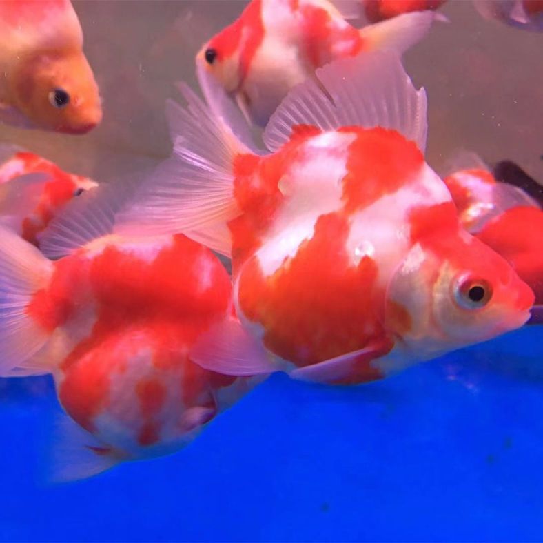 Ryukyu Golden Ornamental fish living thing Cold water Freshwater fish Quintessence Goldfish Aquarium Pets small-scale