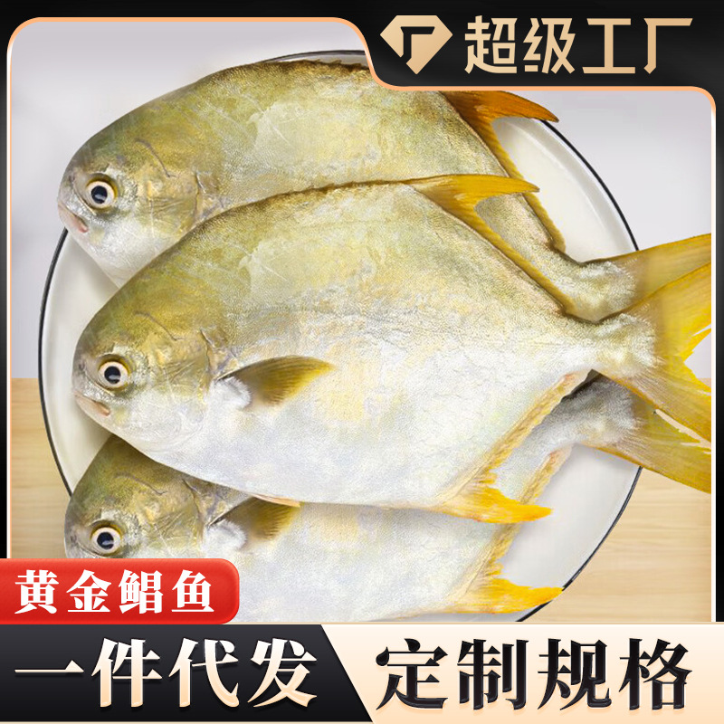 商用黄金鲳鱼鲜冷冻大鲳鳊鱼海鲜平鱼白鲳冰鲜银鲳鱼一件代发批发