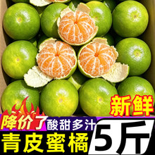 正宗云南青皮蜜橘斤新鲜水果当季酸甜蜜桔柑橘桔子孕妇大果批发