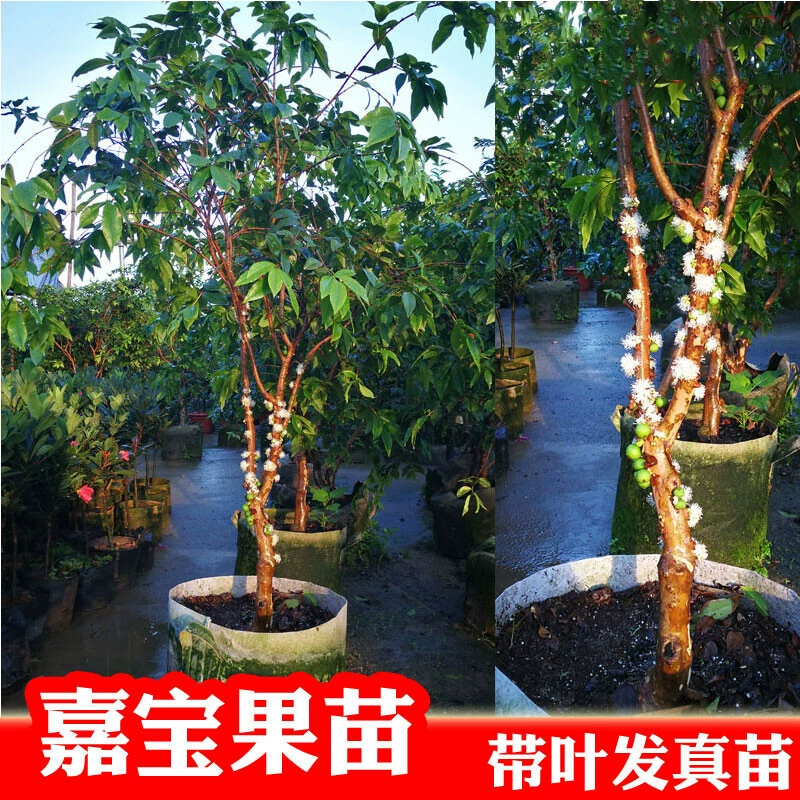 Саженцы фруктовых деревьев Jiabao, четырехсезонные красные летающие виноградные деревья Escaraba, горшечные растения с цветами и фруктами, поставляемые морозостойкие растения