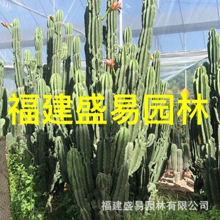 Desert Plant Guard Pillar Fruit Tiger Overlord Tree Wu Lun Pillar Tsing Yi Pillar Blue Pillar Goddess Dance Double-Headed Phoenix Dragon