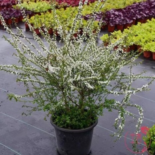 �ͺ�ѩ��ֲ�ѩ�������Ի��ܾGֲ����÷������ͥԺ����ѩ������