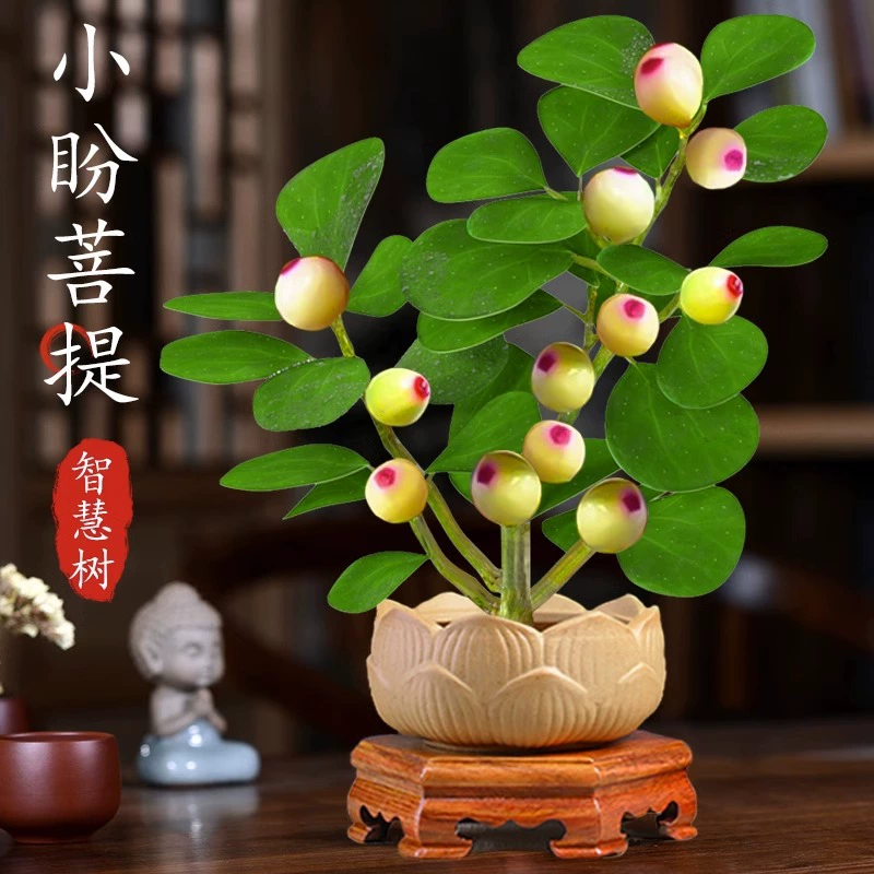 Бодхи Дерево в горшке Маленькая Надежда Бодхи Бонсай с фруктами Китайский дзен Настольные украшения Внутренние творческие зеленые растения