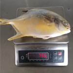 批发冷冻黄金鲳5kg商用整箱鲳鱼海产品酒店餐饮食材鳗鱼整箱批发