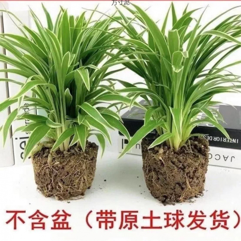 四季种植金边金心吊兰花卉花盆栽绿植阳台客厅办公室养好外贸批发