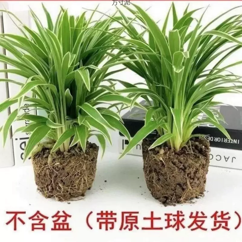 四季种植金边金心吊兰花卉花盆栽绿植阳台客厅办公室养好外贸批发