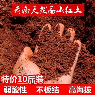 �N���N�� �軨 ���N�� ����÷���� �Nֲ�� һ��10�н�