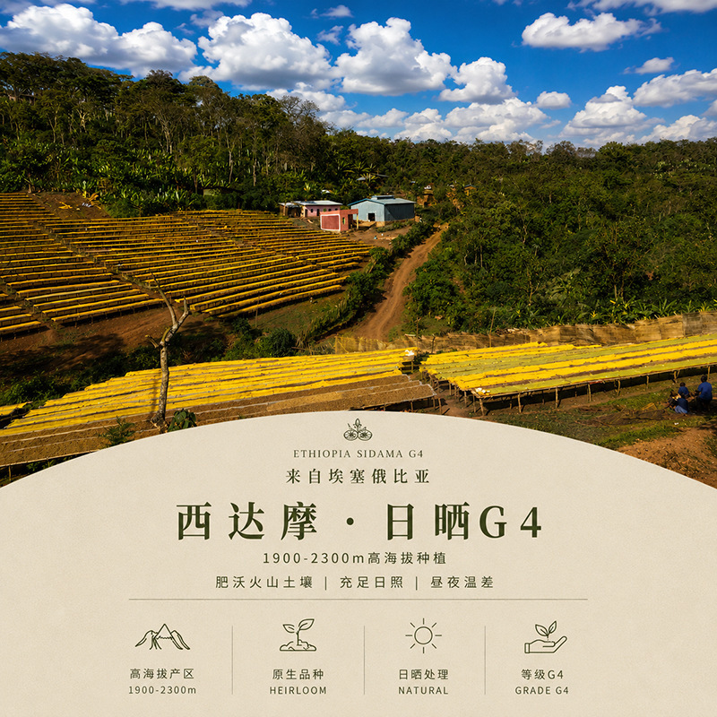 【2026 New Harvest Season】 Ethiopia Coffee Green Beans Sun-Dried Sidamo G4 【2026 New Harvest Season】 Ethiopia Coffee Green Beans Sun-Dried Sidamo G4