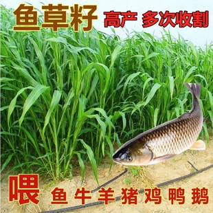 �ߵ����ݷN���K���ݲ����s���ļ��߮a�Bֳ���ݷN���iţ�����~��