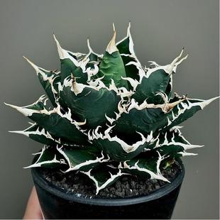 Aquaman Crown Green Plant Potted Landscape Succulent Plant Greenhouse Wholesale Agave Cactus Twelve Rolls Large