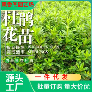 һ�����lë���NС��ӳɽ�t����ͥԺ�G���ͺ����N����ë�N���N���N