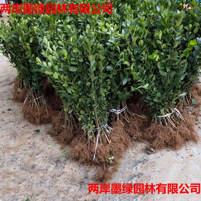 Большолистная холия, вечнозеленое и морозостойкое растение для любого времени года, подходящее для проектов ландшафтного дизайна во дворах и парках.