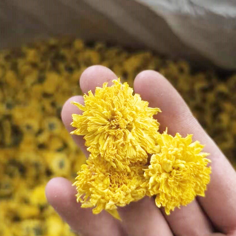 新货色靓皇菊 不掉瓣黄菊花  徽州皇菊 陶菊 厚瓣菊花茶 婺源黄菊