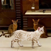 幼崽纯种孟加拉豹猫活体玫瑰纹金豹银豹雪豹宠物猫咪赛级血统猫舍