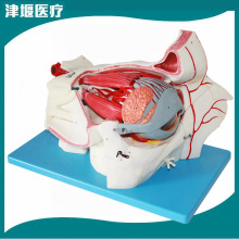 ���w�����ۿ���Ѫ�ܽ���ģ�͸��X�����⼡���ۿ��ۿ��t���̌W