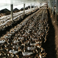 Dried morels, Yunnan origin, wholesale price, cheap dried morels, dropshipping, complete specifications, wholesale