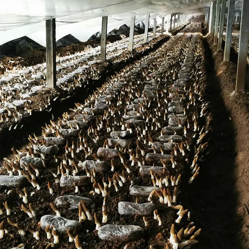 Dried morels, Yunnan origin, wholesale price, cheap dried morels, dropshipping, complete specifications, wholesale