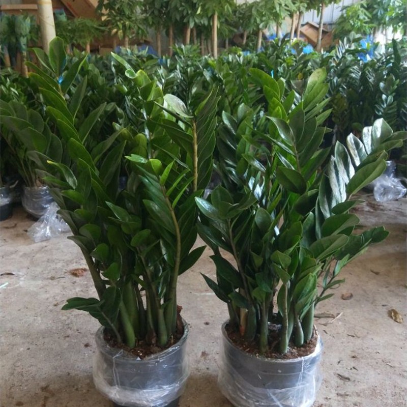 Money Tree Potted Plant, Large Money Plant, Suitable for Indoor Living Room or Balcony, Evergreen and Aesthetically Pleasing
