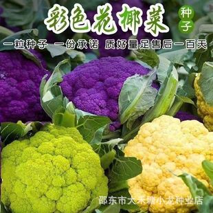 ������ɫ�N�ӻ�������m���ϻ��˰�Ҭ���߲˷N��С��e�߲˷N��