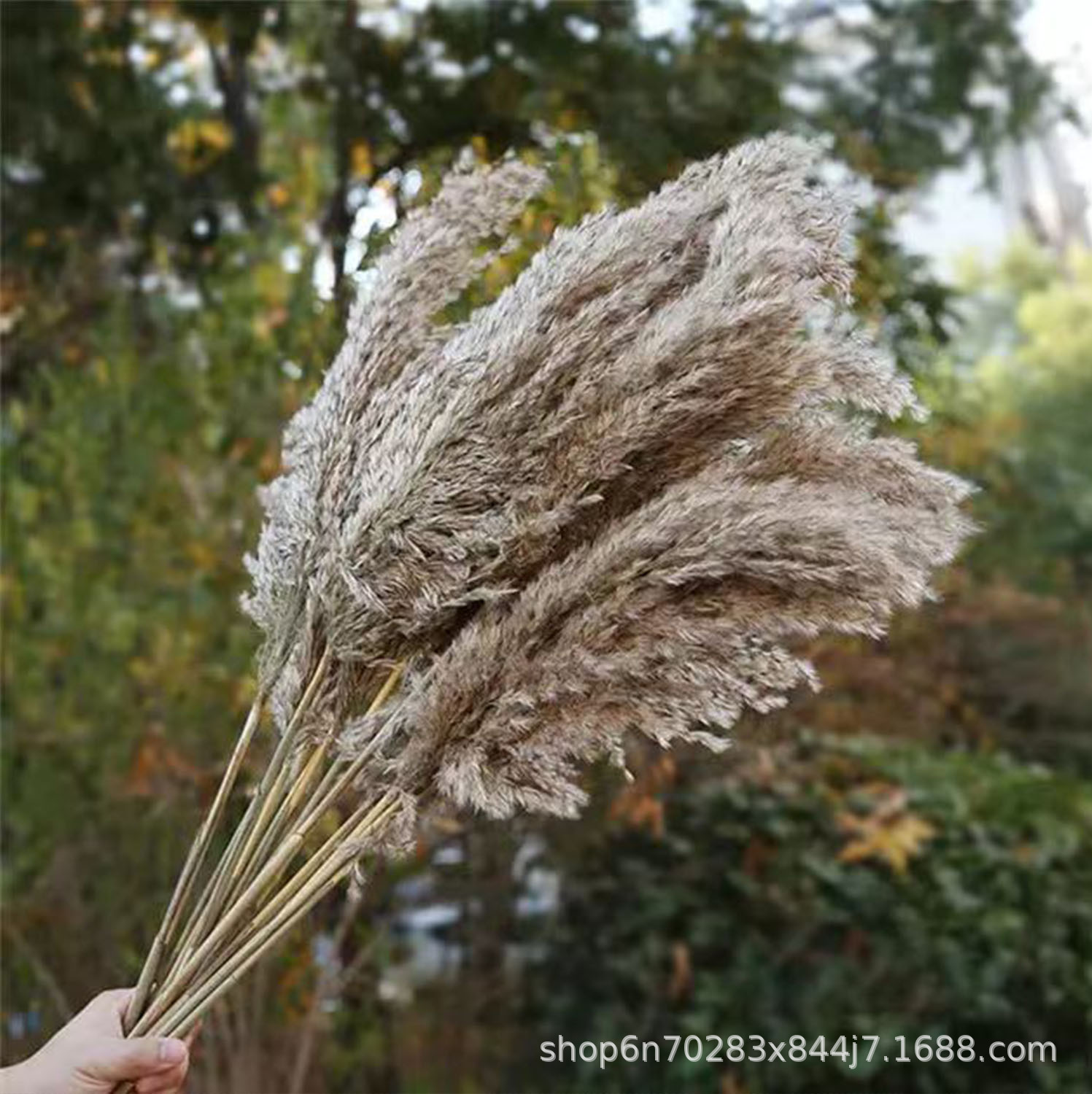 芦柴干花花材批发亚马逊小爆头蒲苇芦苇花束芦柴拂尘花小芦柴花束