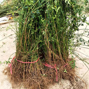 ӭ������ӭ��ֲ��̽�������B�N��ͥԺ�G����Ԯ���ٴ������󴺻���