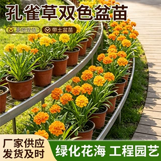造景装饰植物绿植孔雀草双色盆苗工程园艺绿植花海观赏花卉盆栽