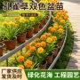 花海工程植物盆栽花卉