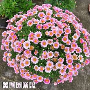 WtСrջNӬطNļ_׻׷NͥԺ̨҃N