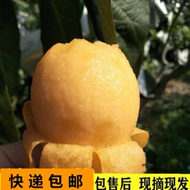 非处方滋补膏;其他果干蜜饯;其他药食同源